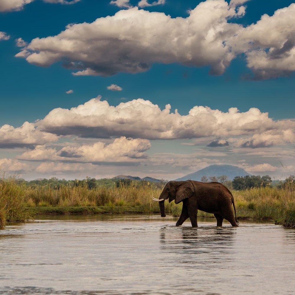 African Elephant at the Zambezi cropped