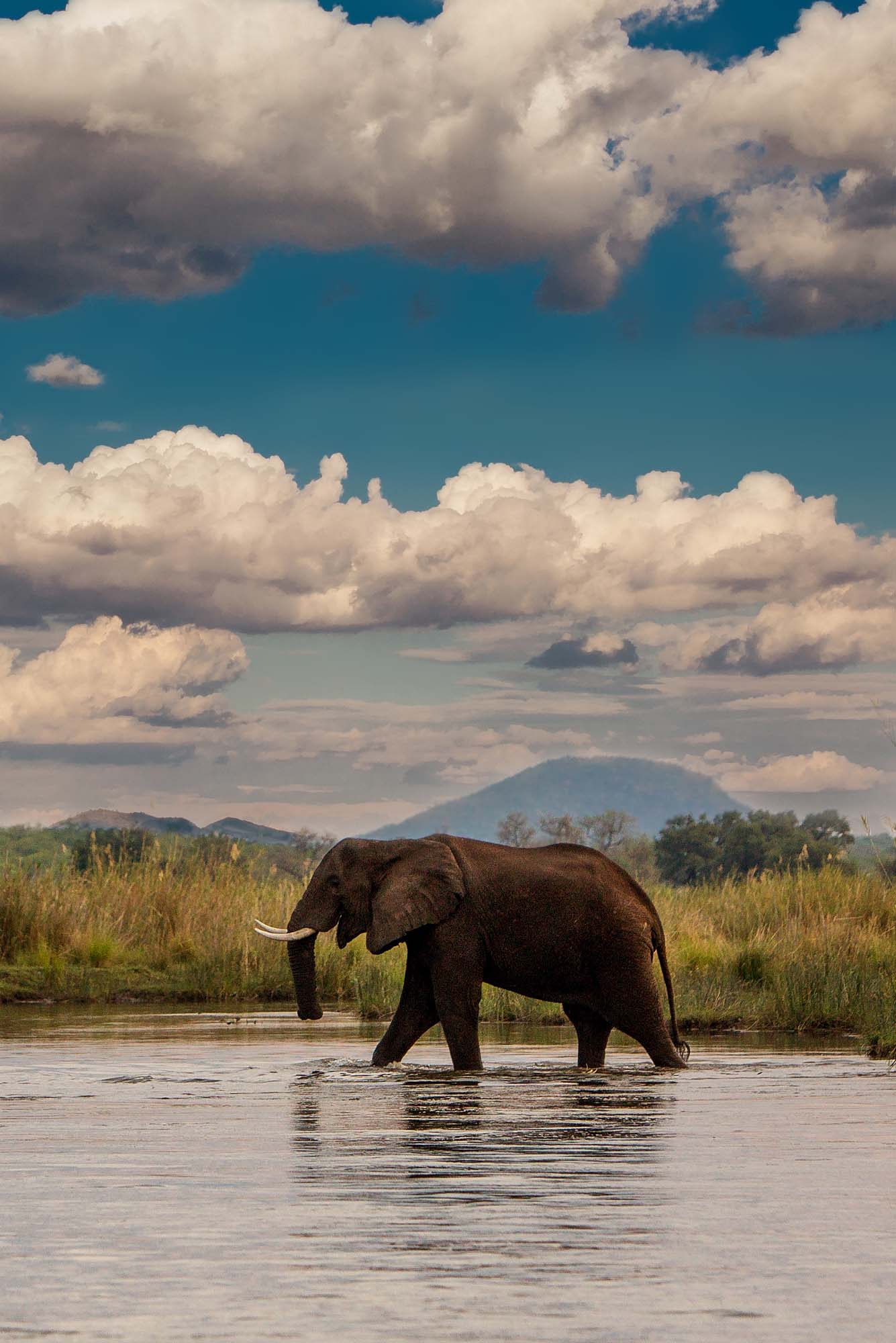 Africa! Elephant in the Zambezi, Zambia Portrait