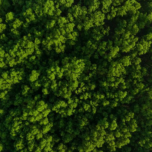 Green Trees